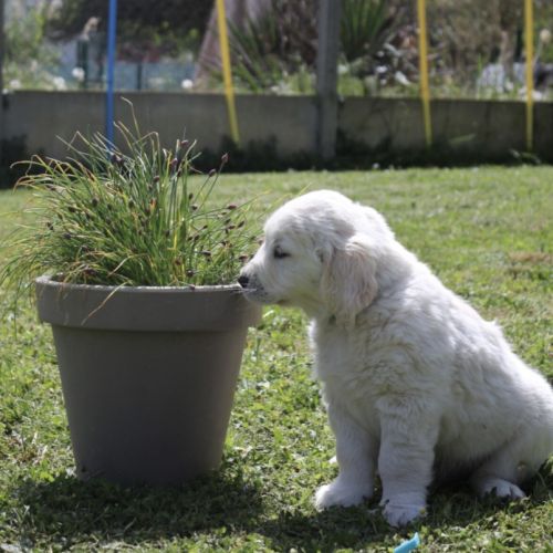 Chiots golden retriever a vendre #5