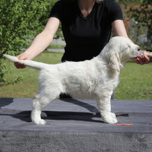 Chiots golden retriever a vendre #8