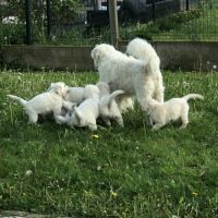 Chiots golden retriever a vendre #0
