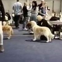 Chiots golden retriever a vendre #2