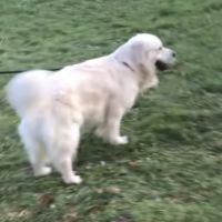 Chiots golden retriever a vendre #3