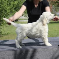Chiots golden retriever a vendre #4