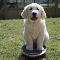 Chiots golden retriever a vendre #6