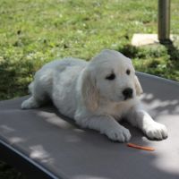 Chiots golden retriever a vendre #7
