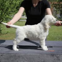 Chiots golden retriever a vendre #8