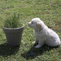 Chiots golden retriever a vendre #9