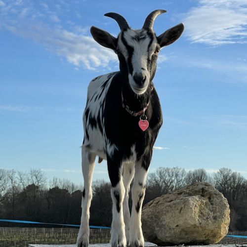 À vendre 2 jeunes chèvres #1