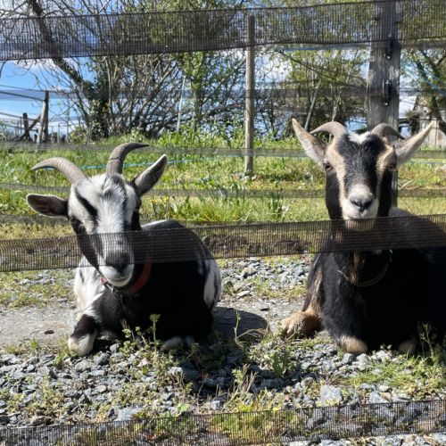 À vendre 2 jeunes chèvres #3