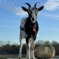 À vendre 2 jeunes chèvres #1