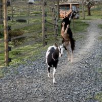 À vendre 2 jeunes chèvres