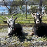 À vendre 2 jeunes chèvres #3