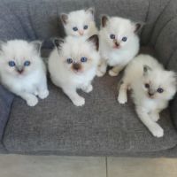 Magnifiques châtons sacrés de birmanie loof