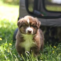 Berger australien lof