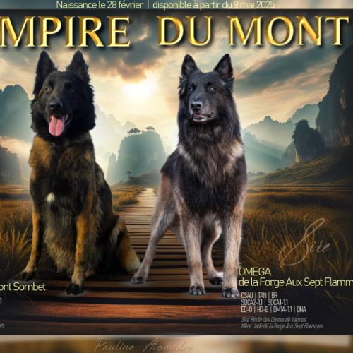 Chiot berger belge tervueren #3