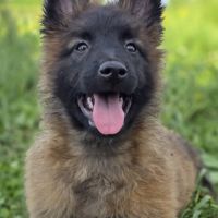 Chiot berger belge tervueren #1