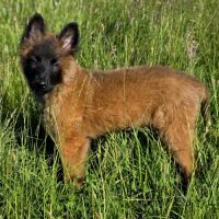 Chiot berger belge tervueren