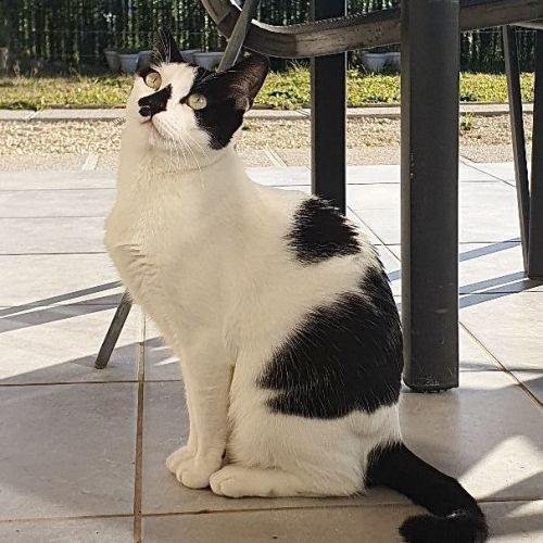 Ava, adorable jeune minette à l'adoption #1