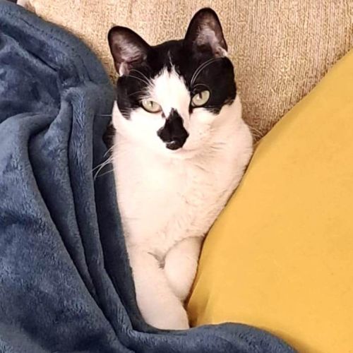 Ava, adorable jeune minette à l'adoption #3