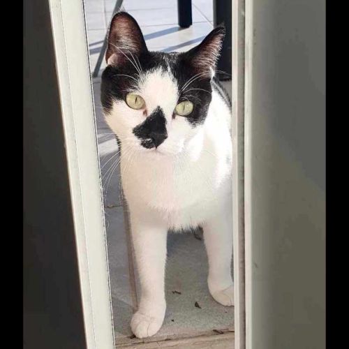 Ava, adorable jeune minette à l'adoption #4