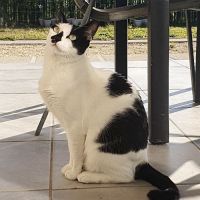 Ava, adorable jeune minette à l'adoption #1