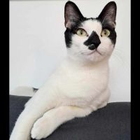 Ava, adorable jeune minette à l'adoption #0