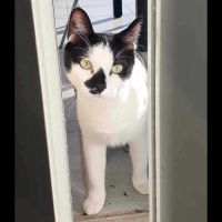 Ava, adorable jeune minette à l'adoption #4