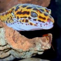 Gecko léopard