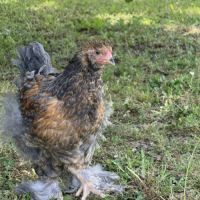 Coq brahma 3 mois #1