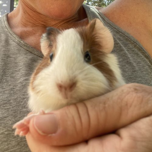 Magnifiques cochons d’inde #1