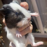 Magnifiques cochons d’inde #0