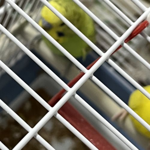 Perruche ondulée apprivoisée #2