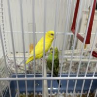 Perruche ondulée apprivoisée