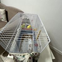 Perruche ondulée apprivoisée #3