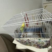 Perruche ondulée apprivoisée #4