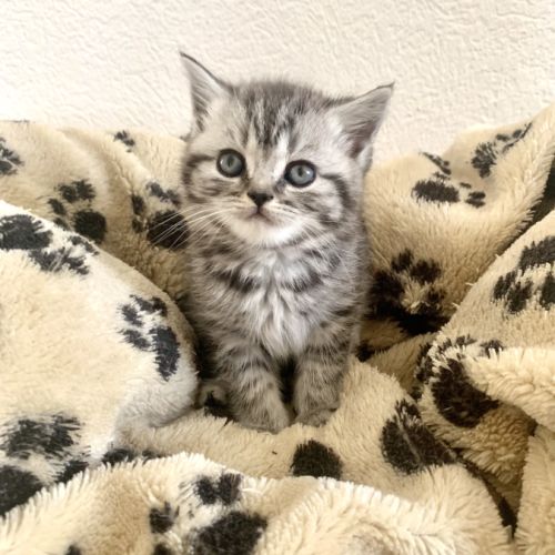 Chatons british shorthair loof avec pedigree #1