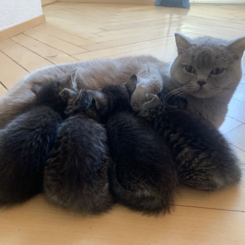 Chatons british shorthair loof avec pedigree #2