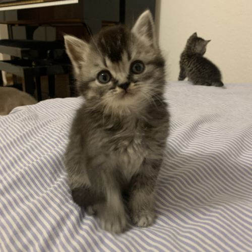 Chatons british shorthair loof avec pedigree #3