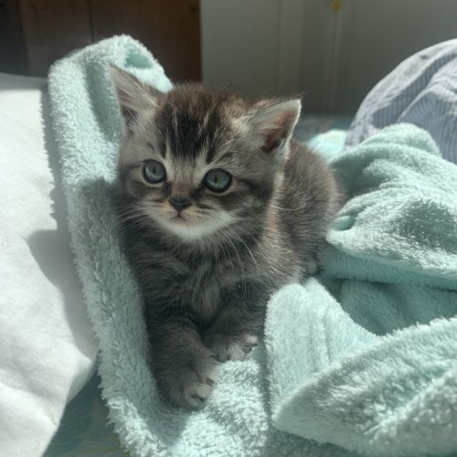 Chatons british shorthair loof avec pedigree #4