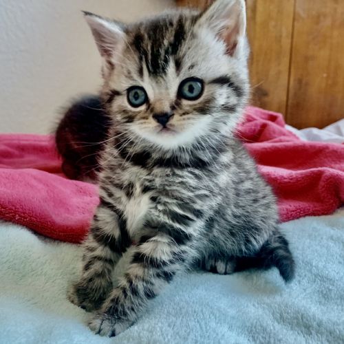 Chatons british shorthair loof avec pedigree #6