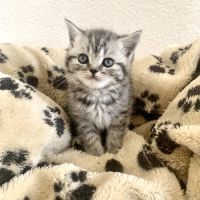 Chatons british shorthair loof avec pedigree #1