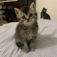 Chatons british shorthair loof avec pedigree #3