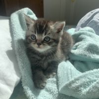 Chatons british shorthair loof avec pedigree #4
