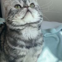 Chatons british shorthair loof avec pedigree #7