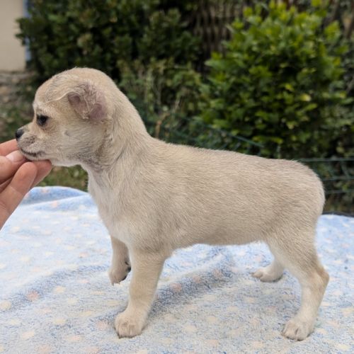 Femelle chihuahua poil long disponible #1