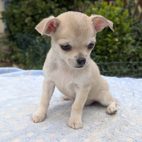 Femelle chihuahua poil long disponible #2