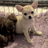 Femelle chihuahua poil long disponible