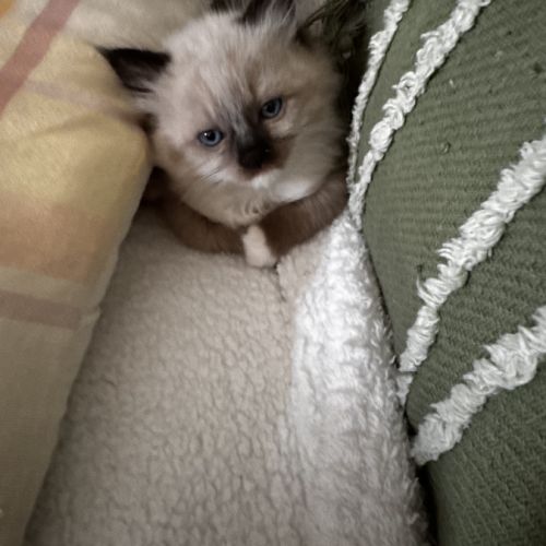 Chatons ragdoll #1