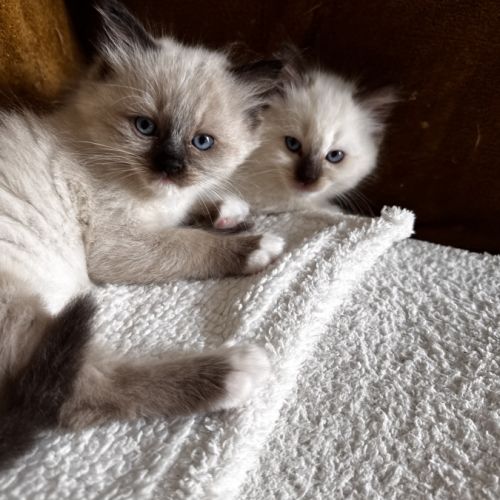 Chatons ragdoll #2