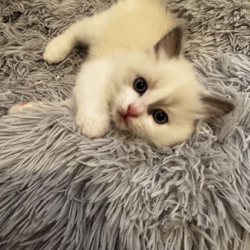 Chatons ragdoll #5