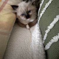 Chatons ragdoll #1